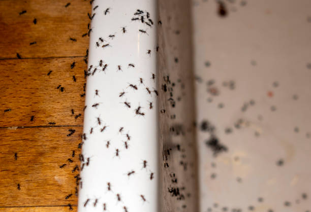 Best Best Pest Control Near Me  in South Wallins, KY